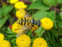 Myathropa florea