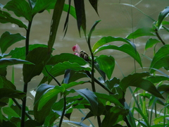 Costus lucanusianus
