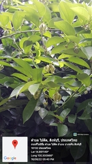 Artabotrys siamensis