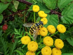 Myathropa florea