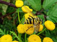 Myathropa florea