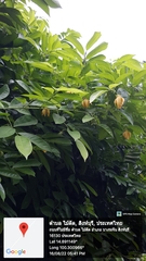 Artabotrys siamensis