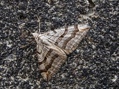 Aplocera plagiata