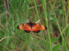 Acraea natalica