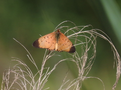 Acraea caldarena