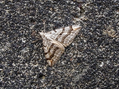 Aplocera plagiata