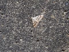 Aplocera plagiata