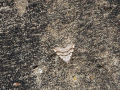 Aplocera plagiata