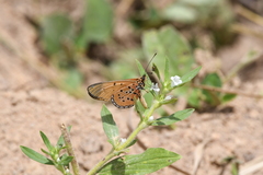 Acraea caldarena