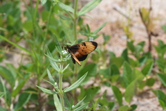 Acraea natalica
