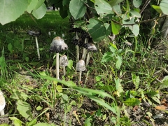 Coprinus comatus