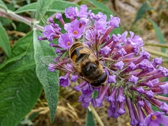 Eristalis tenax