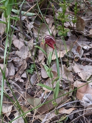 Pterostylis sanguinea