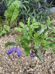 Penstemon glaber alpinus