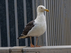 Larus fuscus