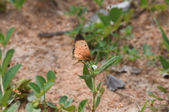 Acraea caldarena