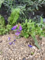 Penstemon glaber alpinus