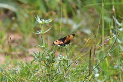 Acraea natalica