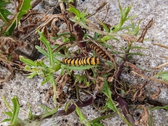 Tyria jacobaeae