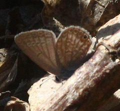 Euchrysops malathana