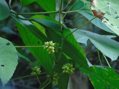 Macaranga triloba