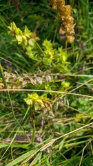 Rhinanthus serotinus aestivalis