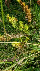 Rhinanthus serotinus aestivalis