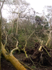 Plagianthus regius chathamicus