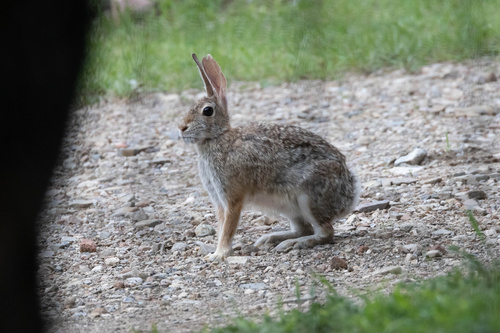 Holzner Cottontail photographed in Arizona