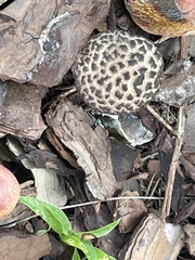 Strobilomyces strobilaceus image