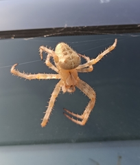 Araneus diadematus