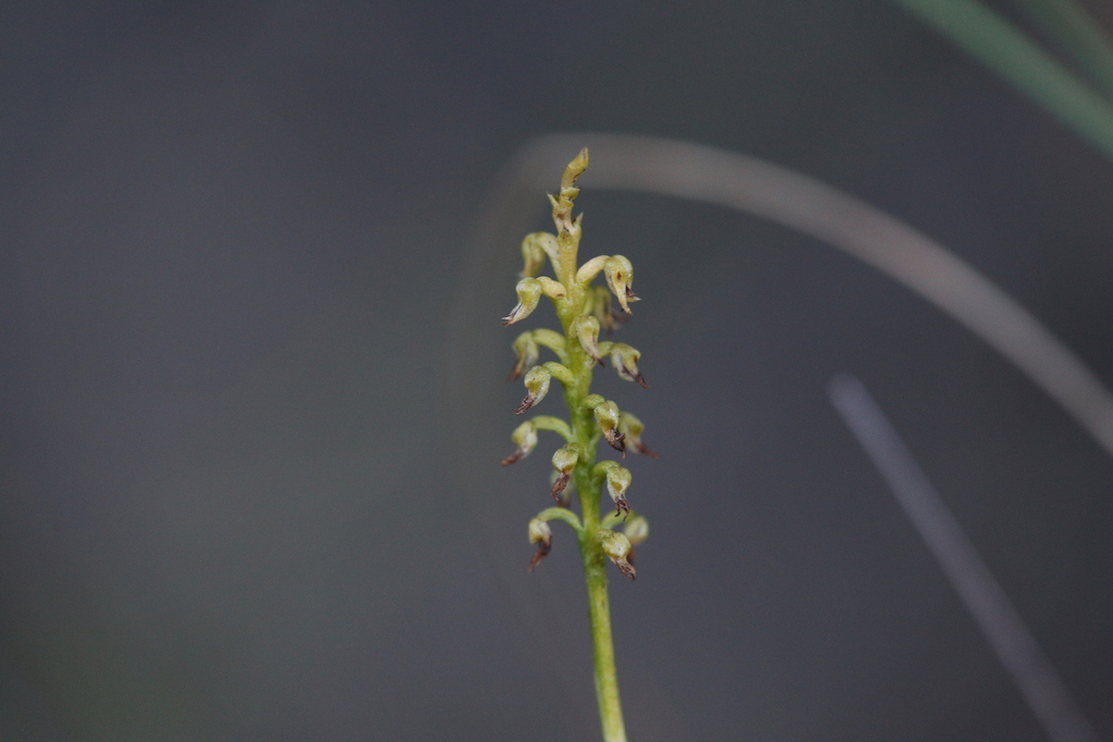 Genoplesium nigricans