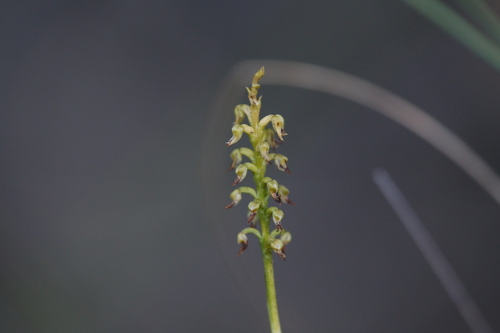 Image of Genoplesium nigricans by (c) Hugo Innes, some rights reserved (CC BY)