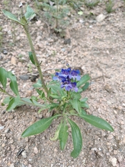 Penstemon glaber alpinus