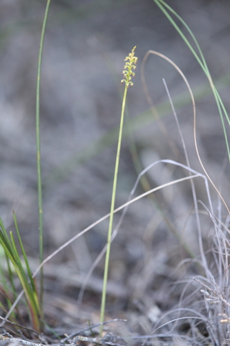 Image of Genoplesium nigricans by (c) Hugo Innes, some rights reserved (CC BY)