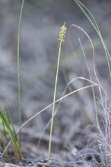 Genoplesium nigricans