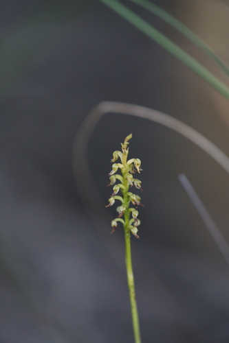 Image of Genoplesium nigricans by (c) Hugo Innes, some rights reserved (CC BY)
