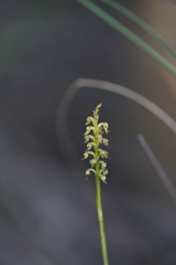 Genoplesium nigricans