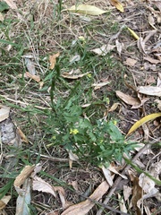 Sisymbrium officinale
