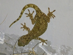 Gekko chinensis