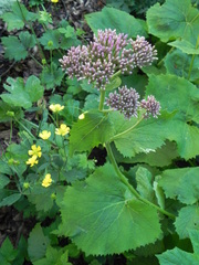 Adenostyles australis