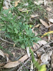 Sisymbrium officinale