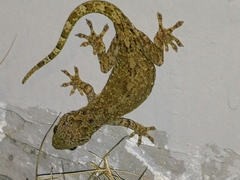 Gekko chinensis