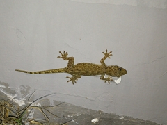 Gekko chinensis