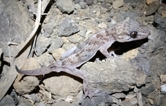 Tarentola boettgeri boettgeri