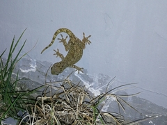 Gekko chinensis