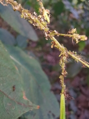 Impatientinum asiaticum