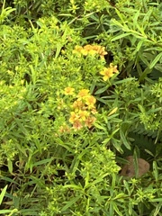 Hypericum cistifolium