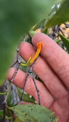 Dendrophthoe glabrescens