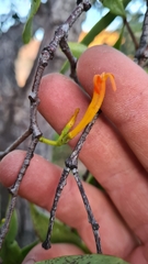 Dendrophthoe glabrescens